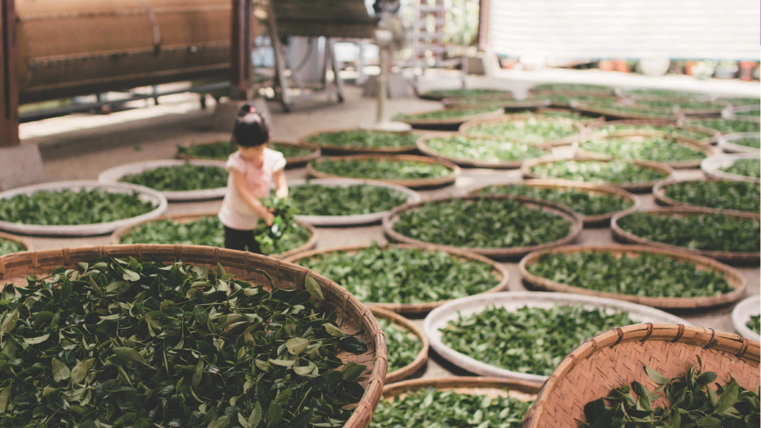 工夫茶 對台灣茶藝發展之影響(上)